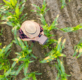 A farmer seen from above between rows of maize
