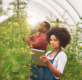 Two growers reviewing crops in a greenhouse